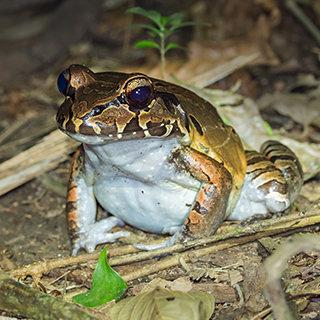 La Selva - Smoky jungle frog